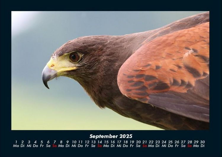 Produktbild: Welt der V&ouml;gel 2025 Fotokalender DIN A4