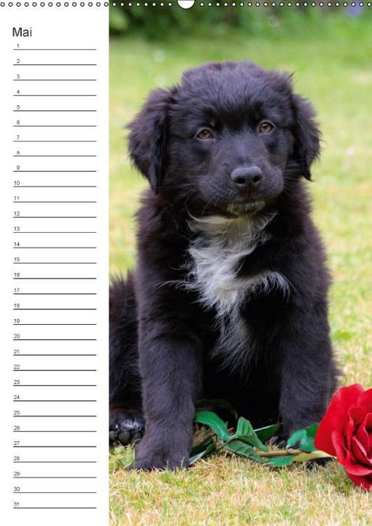Produktbild: Der Aussie - Geburtstagskalender (Wandkalender immerw&auml;hrend DIN A2 hoch)