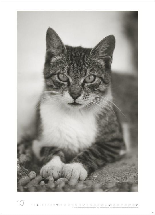Produktbild: Cats Edition Kalender 2027