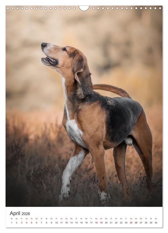 Produktbild: Hunde - Unsere treuen Wegbegleiter. (Wandkalender 2026 DIN A3 hoch), CALVENDO Monatskalender