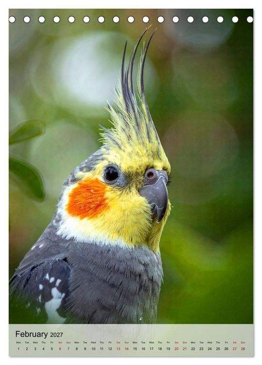 Produktbild: Cockatiel Dreams (Desk Calendar 2027 DIN A5 portrait), CALVENDO 12 Month DeskCalendar