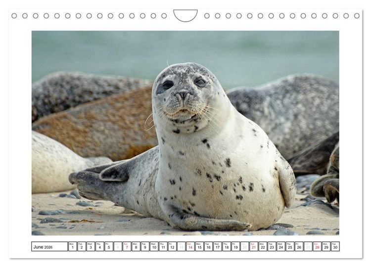 Produktbild: Seals on the Beach (Wall Calendar 2026 DIN A4 landscape), CALVENDO 12 Month Wall Calendar