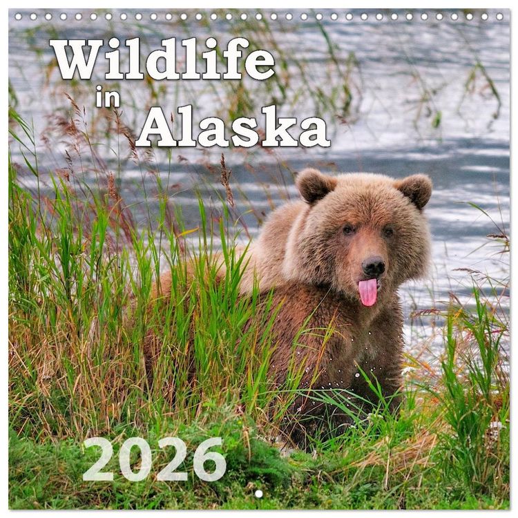 Produktbild: Wildlife in Alaska (Wall Calendar 2026 12 &times; 12 Inch) CALVENDO 12 Month Wall Calendar