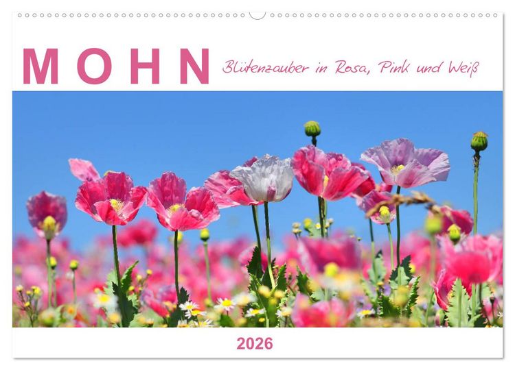 Produktbild: Mohn, Bl&uuml;tenzauber in Rosa, Pink und Wei&szlig; (Wandkalender 2026 DIN A2 quer), CALVENDO Monatskalender