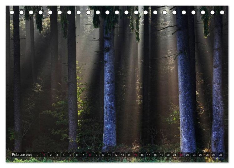 Produktbild: Erleuchtung im Wald (Tischkalender 2026 DIN A5 quer), CALVENDO Monatskalender