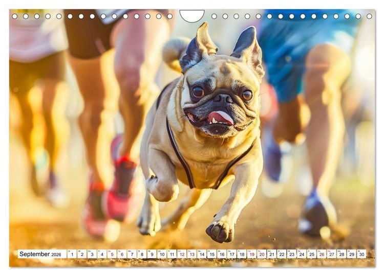 Produktbild: Mops-Mania - Der Spa&szlig;kalender f&uuml;r Mops-Fans (Wandkalender 2026 DIN A4 quer), CALVENDO Monatskalender