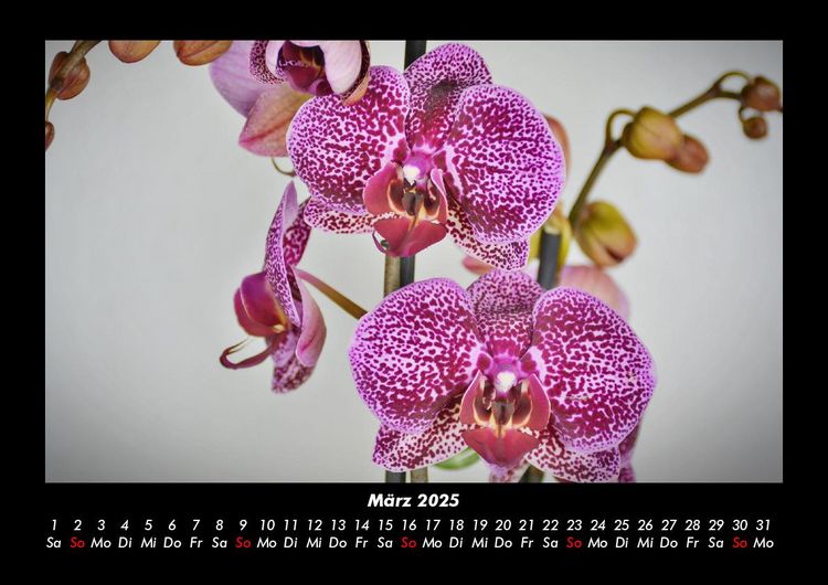 Produktbild: Blumentr&auml;ume 2025 Fotokalender DIN A3