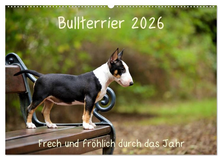 Produktbild: Bullterrier 2026 Frech und fr&ouml;hlich durch das Jahr (Wandkalender 2026 DIN A2 quer), CALVENDO Monatskalender