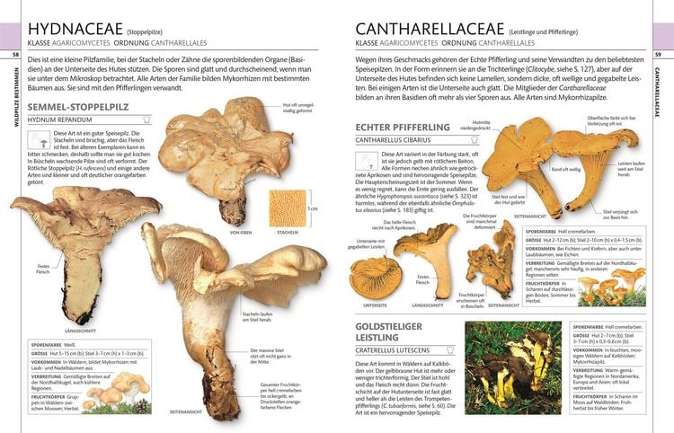 Produktbild: Pilze