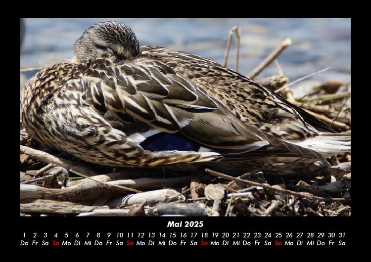 Produktbild: Enten 2025 Fotokalender DIN A3