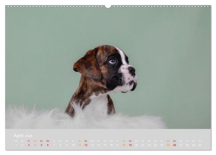 Produktbild: Boxer Welpen einfach zuckers&uuml;&szlig; (Wandkalender 2026 DIN A2 quer), CALVENDO Monatskalender