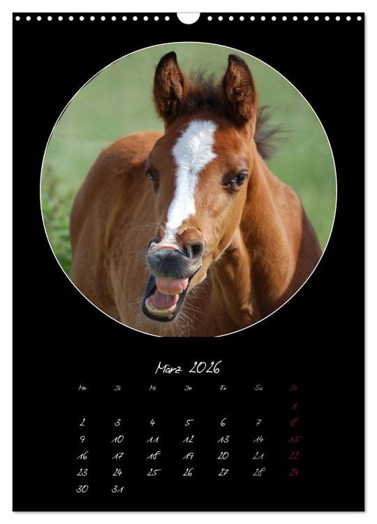 Produktbild: Crazy horses (Wandkalender 2026 DIN A3 hoch), CALVENDO Monatskalender