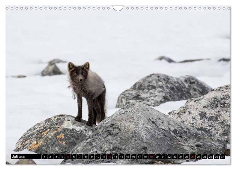 Produktbild: Spitzbergen - Arktische Impressionen (Wandkalender 2026 DIN A3 quer), CALVENDO Monatskalender
