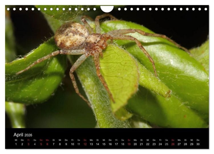 Produktbild: Unsere Spinnen - im Gespr&auml;ch (Wandkalender 2026 DIN A4 quer), CALVENDO Monatskalender