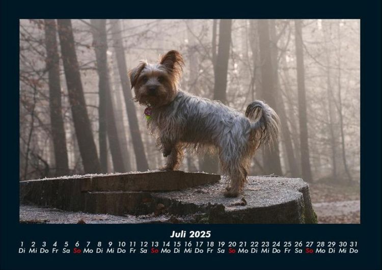 Produktbild: Hunde 2025 Fotokalender DIN A4