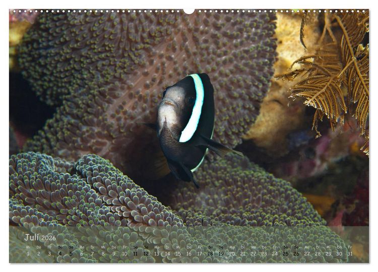 Produktbild: Anemonenfische - Streitbare Gesellen (Wandkalender 2026 DIN A2 quer), CALVENDO Monatskalender