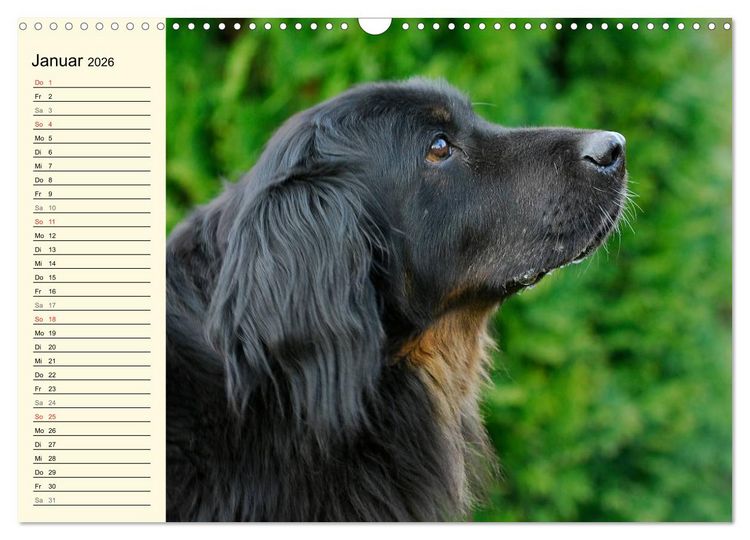 Produktbild: Mein bester Freund - Der Hovawart (Wandkalender 2026 DIN A3 quer), CALVENDO Monatskalender