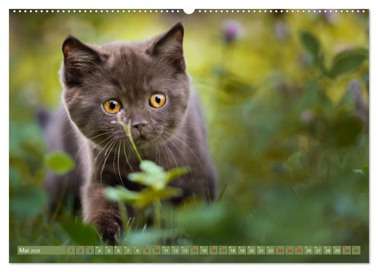 Produktbild: Kittens - Britisch Kurzhaar Katzenkinder (Wandkalender 2026 DIN A2 quer), CALVENDO Monatskalender