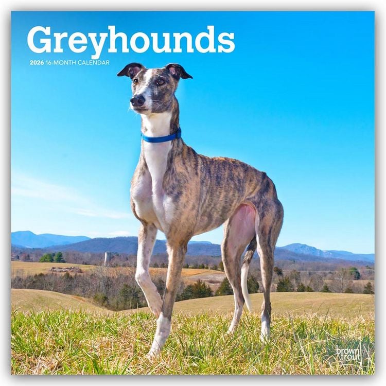 Produktbild: Greyhounds – Windhunde 2026 – 16-Monatskalender