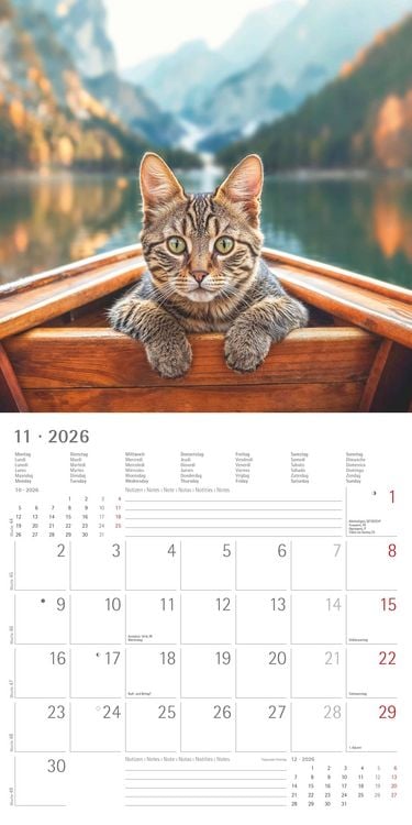 Produktbild: Katzen 2026 - Broschürenkalender 30x30 cm (30x60 geöffnet) - Kalender mit Platz für Notizen - Cats - Bildkalender - Wandplaner - Katzenkalender