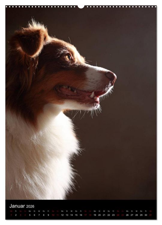 Produktbild: Geliebte Aussies - Australian Shepherds im Portrait (hochwertiger Premium Wandkalender 2026 DIN A2 hoch), Kunstdruck in Hochglanz