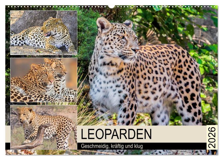 Produktbild: Leoparden. Geschmeidig, kr&auml;ftig und klug (Wandkalender 2026 DIN A2 quer), CALVENDO Monatskalender