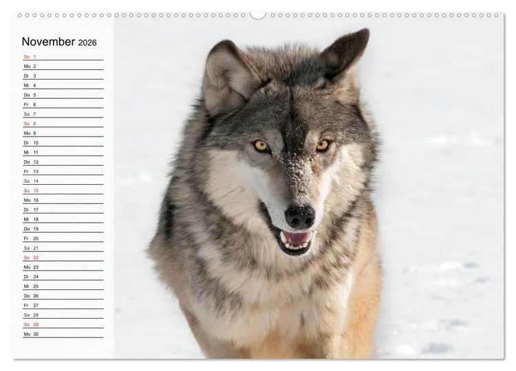 Produktbild: W&ouml;lfe. Graue Eminenzen (Wandkalender 2026 DIN A2 quer), CALVENDO Monatskalender