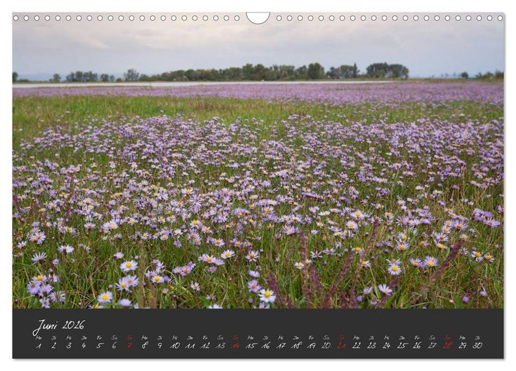 Produktbild: Natur erleben Seewinkel-Neusiedlersee (Wandkalender 2026 DIN A3 quer), CALVENDO Monatskalender