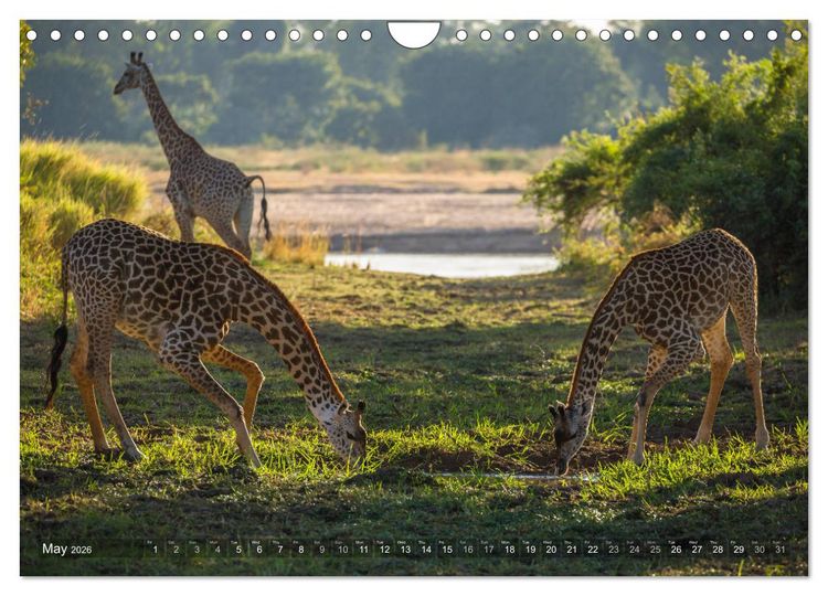 Produktbild: Zambia (Wall Calendar 2026 DIN A4 landscape), CALVENDO 12 Month Wall Calendar