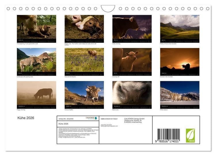 Produktbild: K&uuml;he 2026 (Wandkalender 2026 DIN A4 quer), CALVENDO Monatskalender