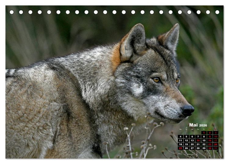 Produktbild: Willkommen Wolf (Tischkalender 2026 DIN A5 quer), CALVENDO Monatskalender
