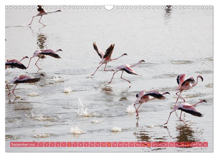 Produktbild: Flamingos am Lake Bogoria - Kenia (Wandkalender 2026 DIN A3 quer), CALVENDO Monatskalender