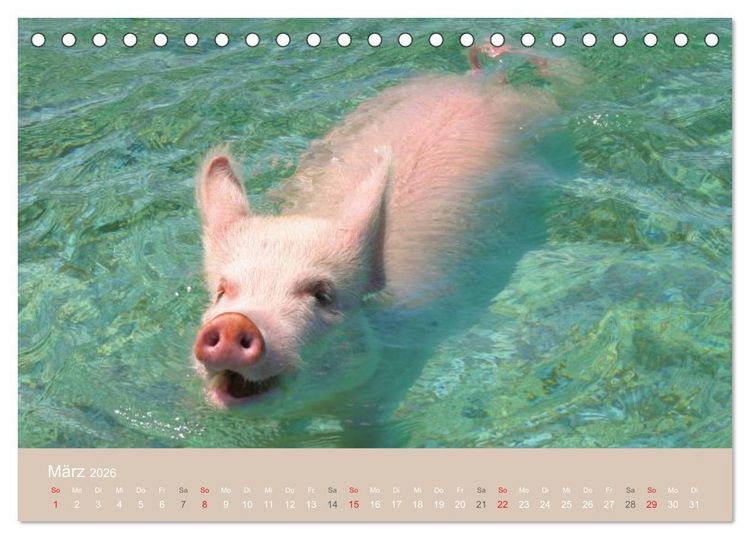 Produktbild: Schwimmende Schweine auf den Bahamas! (Tischkalender 2026 DIN A5 quer), CALVENDO Monatskalender