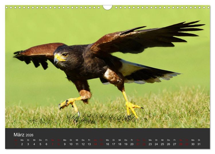 Produktbild: Faszination der Greifv&ouml;gel und Geier (Wandkalender 2026 DIN A3 quer), CALVENDO Monatskalender