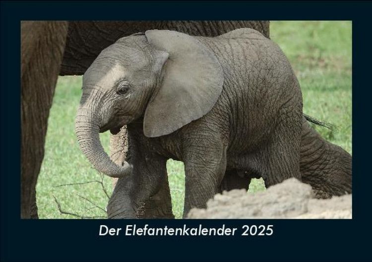 Produktbild: Der Elefantenkalender 2025 Fotokalender DIN A5