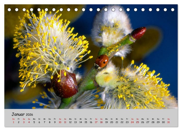 Produktbild: Blumen &uuml;berall, zur Freude Menschen (Tischkalender 2026 DIN A5 quer), CALVENDO Monatskalender