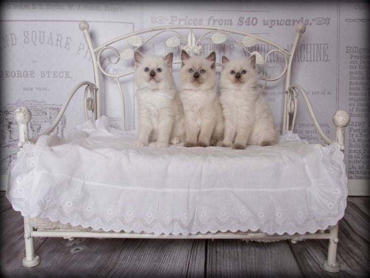 Produktbild: CALVENDO Puzzle Ein Motiv aus dem Kalender RAGDOLLS Impressionen aus der Kinderstube | 1000 Teile Lege-Gr&ouml;&szlig;e 64x48cm Foto-Puzzle f&uuml;r gl&uuml;ckliche Stunden
