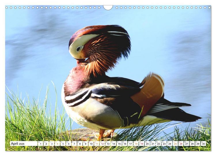 Produktbild: Mandarinenten, ein Farbtupfer auf allen Gew&auml;ssern. (Wandkalender 2026 DIN A3 quer), CALVENDO Monatskalender
