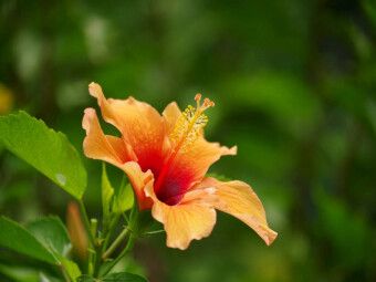 Produktbild: CALVENDO Puzzle Ein Motiv aus dem Kalender Zarte Sch&ouml;nheiten - Feine Hibiskusbl&uuml;ten | 1000 Teile Lege-Gr&ouml;&szlig;e 64x48cm Foto-Puzzle f&uuml;r gl&uuml;ckliche Stunden