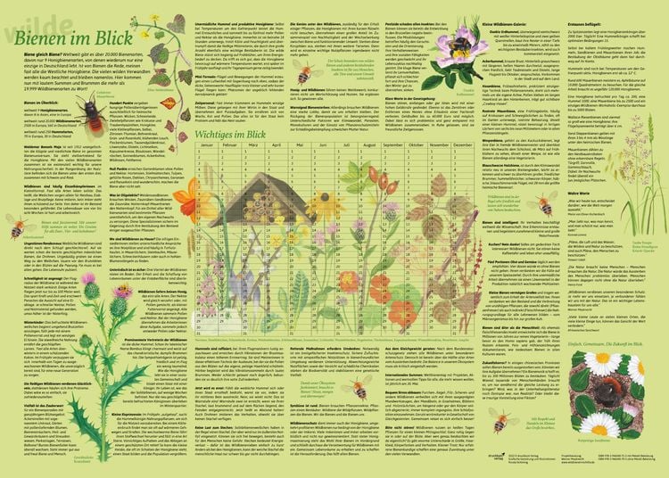 Produktbild: Erlebnisposter "Bienen im Blick"