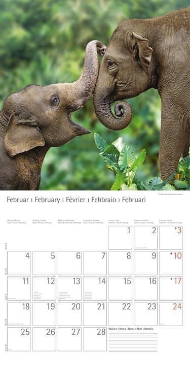 Produktbild: Elefanten - T & C-Kalender 2013