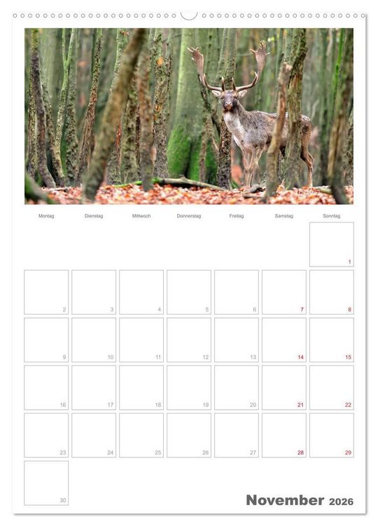 Produktbild: Rehe & Co / Planer (Wandkalender 2026 DIN A2 hoch), CALVENDO Monatskalender