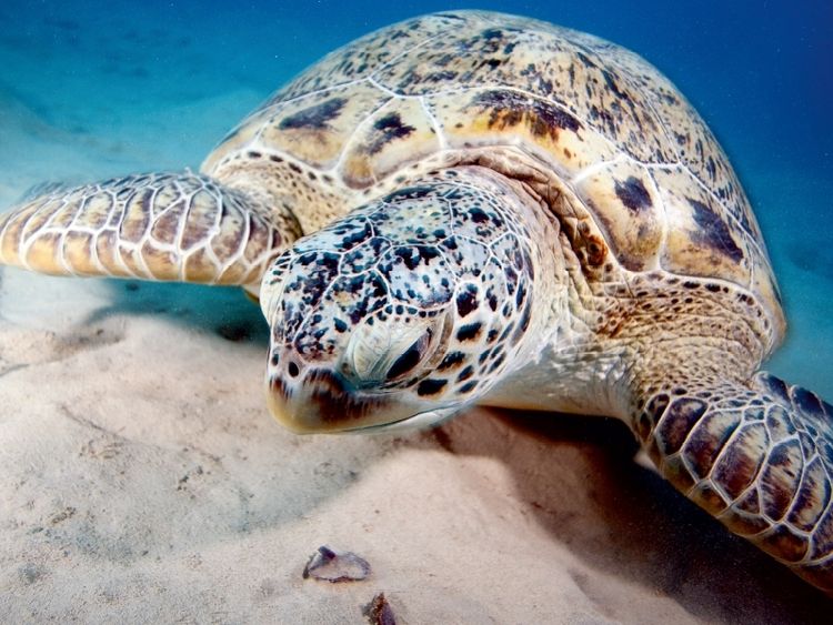 Produktbild: CALVENDO Puzzle Portrait Unterwasserschildkr&ouml;te | 1000 Teile Lege-Gr&ouml;&szlig;e 64x48cm Foto-Puzzle f&uuml;r gl&uuml;ckliche Stunden