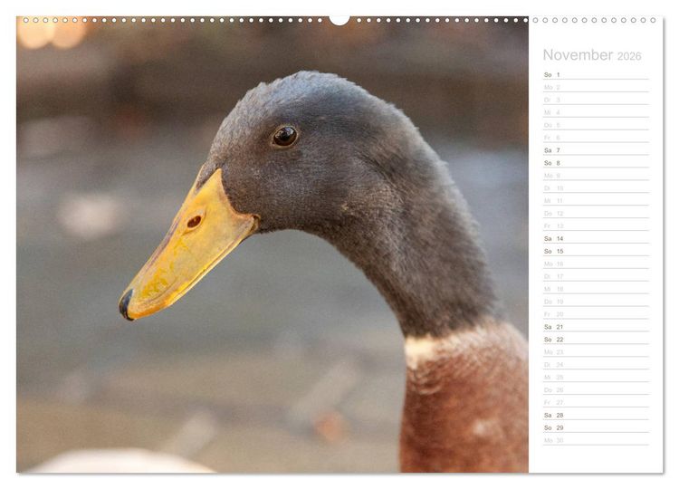 Produktbild: Laufenten - tierisch liebenswerte Zeitgenossen (hochwertiger Premium Wandkalender 2026 DIN A2 quer), Kunstdruck in Hochglanz
