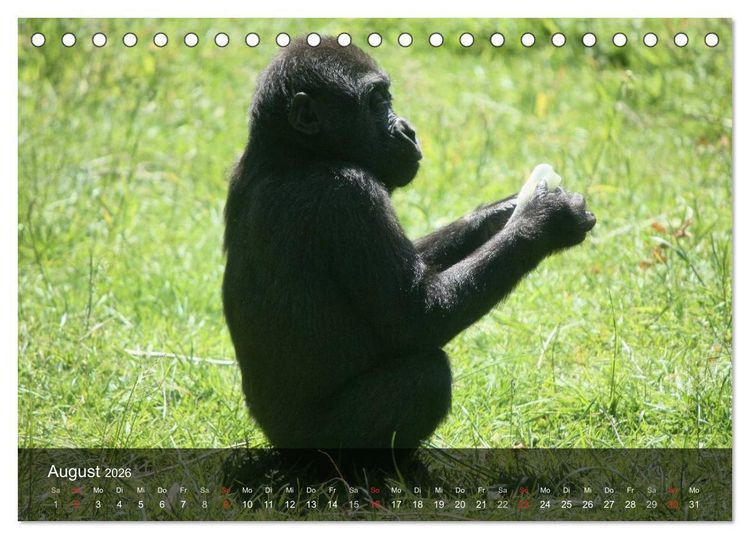 Produktbild: Gorillas. Friedliebende Kraftpakete (Tischkalender 2026 DIN A5 quer), CALVENDO Monatskalender