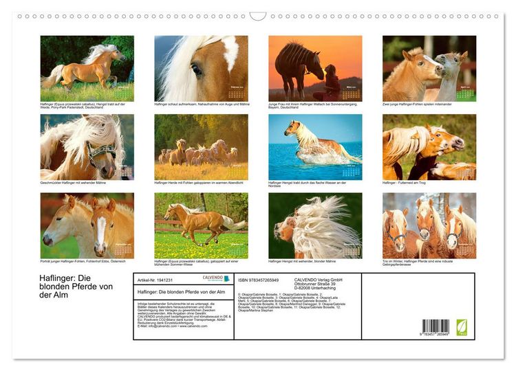 Produktbild: Haflinger: Die blonden Pferde von der Alm (Wandkalender 2026 DIN A2 quer), CALVENDO Monatskalender