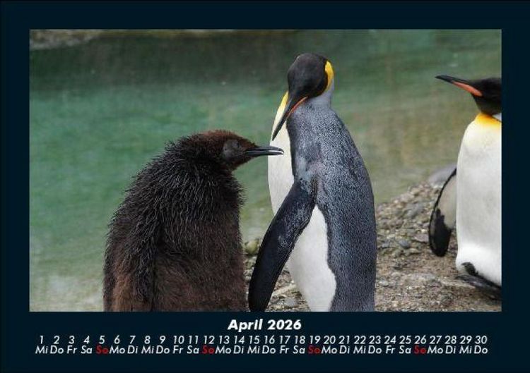 Produktbild: Der Tierkalender 2026 Fotokalender DIN A5