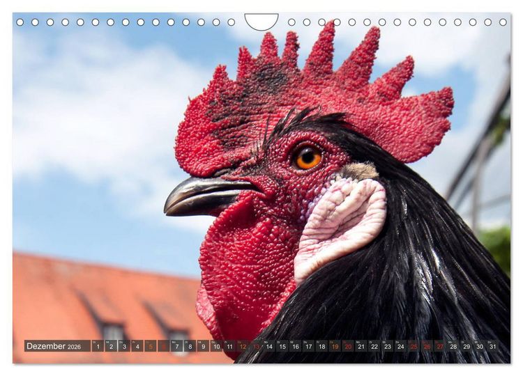 Produktbild: Stadth&uuml;hner (Wandkalender 2026 DIN A4 quer), CALVENDO Monatskalender