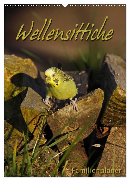 Produktbild: Wellensittiche (Wandkalender 2027 DIN A2 hoch), CALVENDO Monatskalender