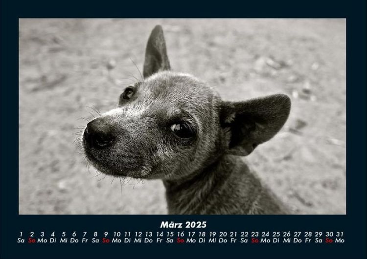 Produktbild: Welpen 2025 Fotokalender DIN A4